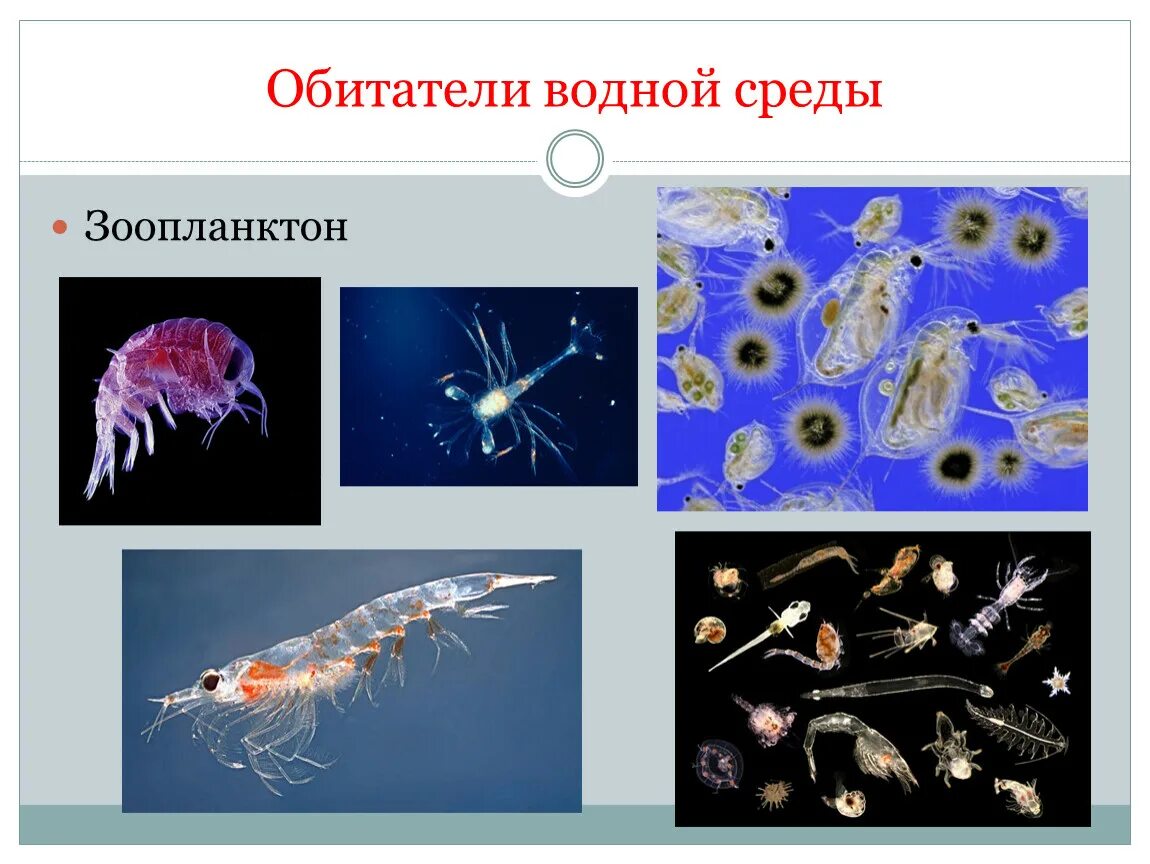 Разнообразие организмов водной среды. Обитатели водной среды обитания. Обитателив однйос Реды. Организмы водной среды. Организмы живущие в водной среде.