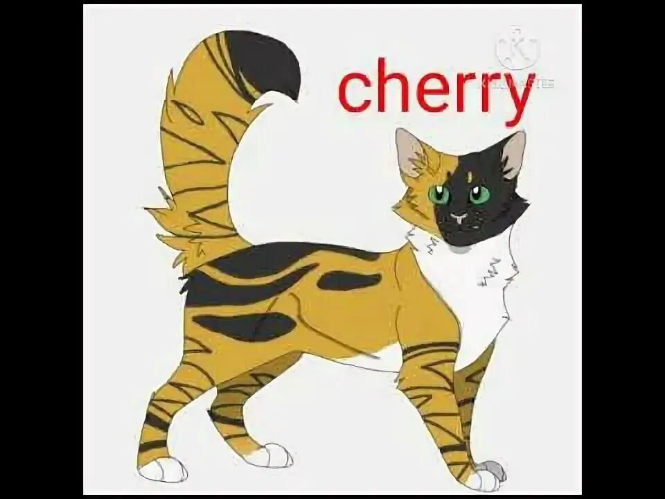 Черепаший хвостик коты. Коты воители черепаший хвостик.