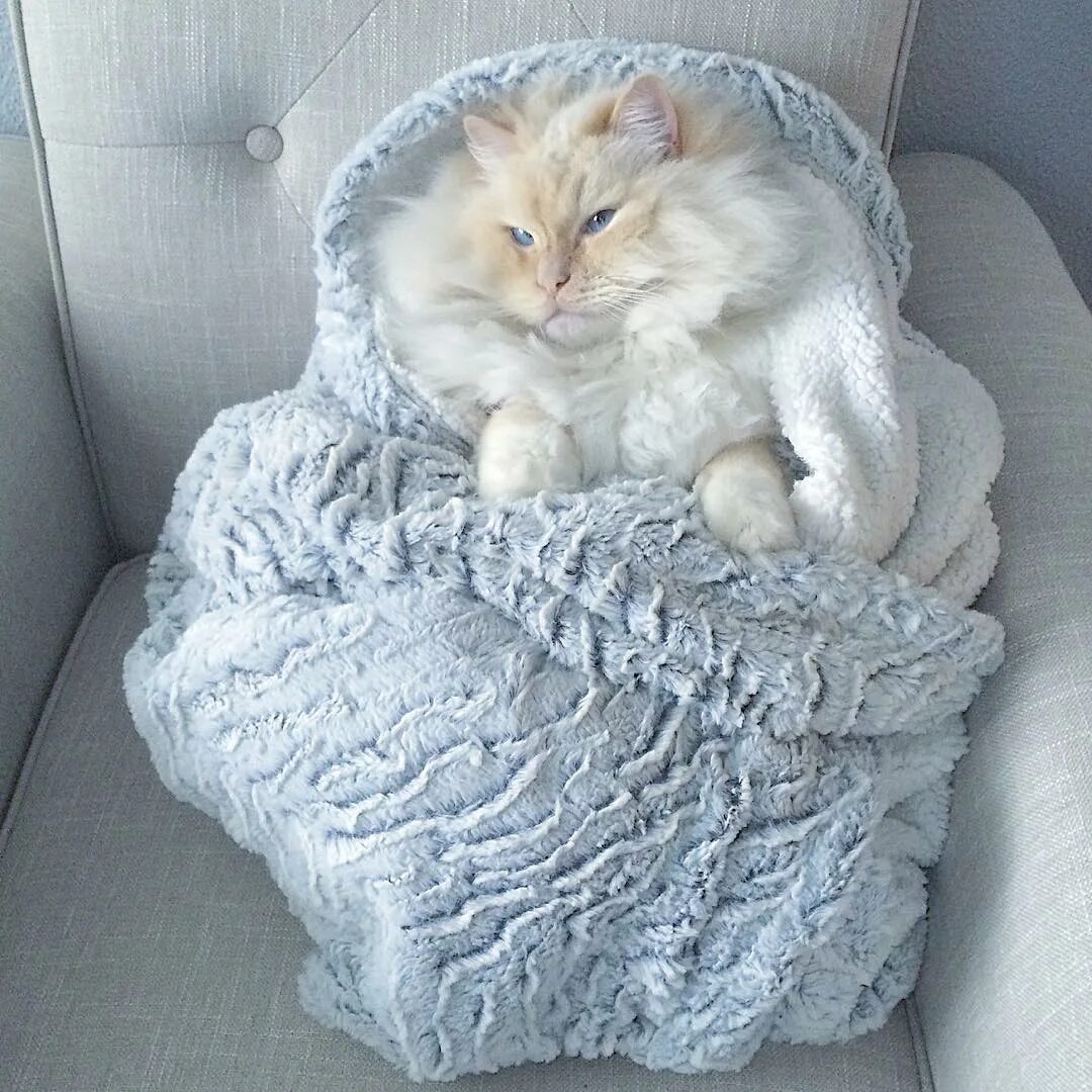 Кот облачко. Кот облачко пушистый. пушистое облачко. котенок на облачке.