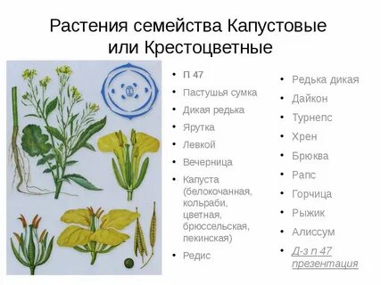 Крестоцветы это