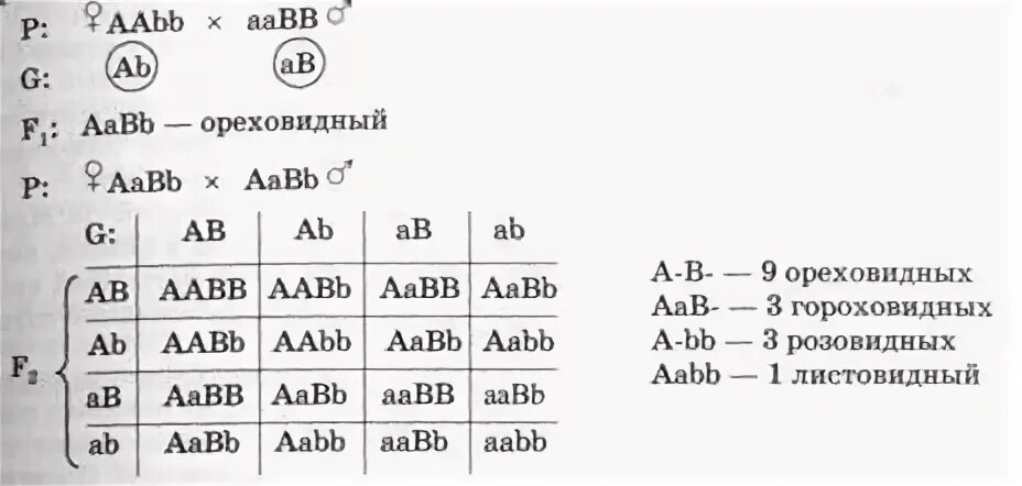 AABB * AABB решётка Пеннета. Решетка Пеннета дигибридное скрещивание задачи. Решетка Пеннета ААВВ. Решетка Пеннета для дигибридного скрещивания пустая.