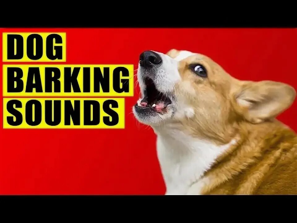 Barking sound. МР дог. Barking Sounds. Лай собаки звук.