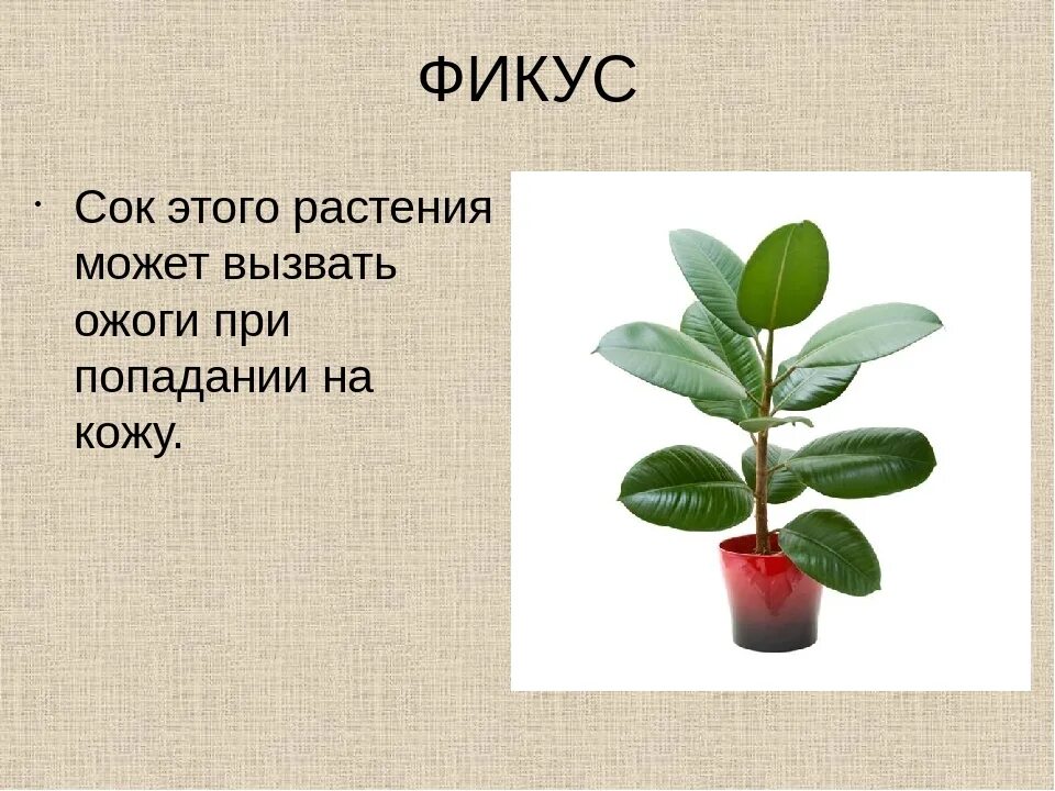 Фикус слова. Фикус Моргана. Фикус тремула. Фикус презентация. Фикус для дошкольников.