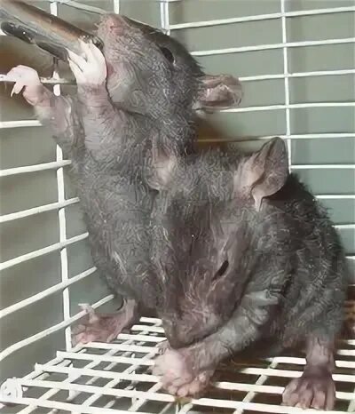 Вот и крыски появились. Мышеловка с мышью. Крыса смеется. Серая крыса пасюк. Грызуны в доме.