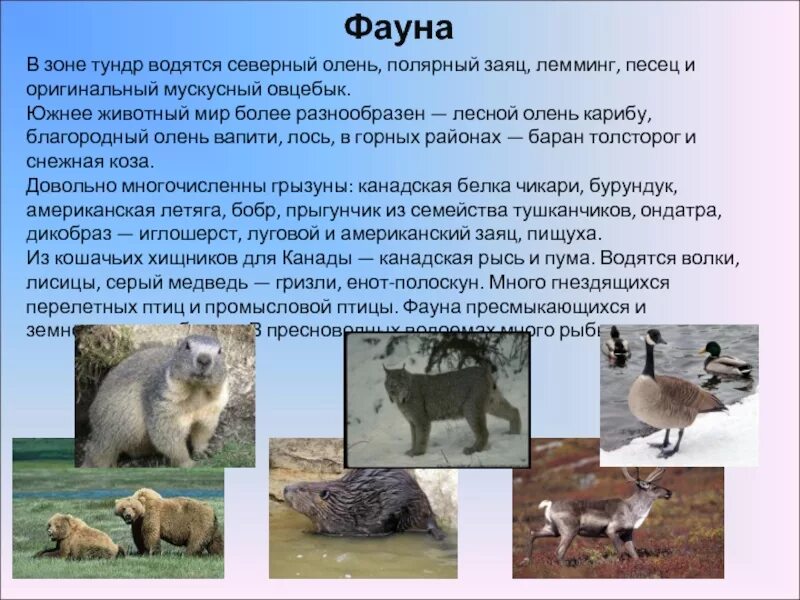 Животные из красной книги башкортостана. Описать фауна и фауна. Представители флоры и фауны тундры. Описать фауна и фауна. Представители флоры и фауны.