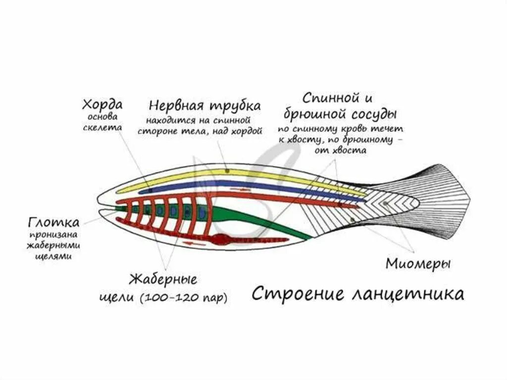 План строения хордовых биология 7 класс. Общая схема внутреннего строения хордового животного. Общая схем авнутренего строения ланцетника. Ланцетник жаберные.