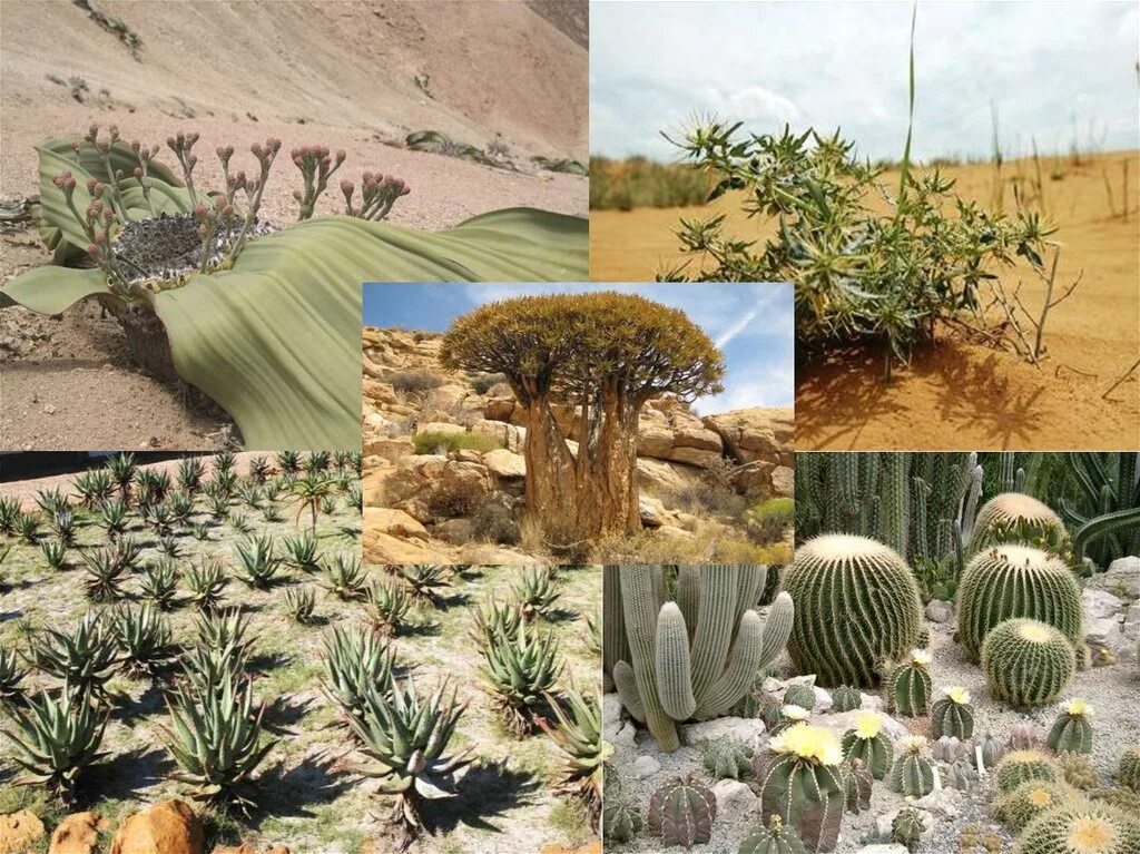 Природная зона пустыня растения. Растения тропических пустынь Африки. Пустыни и полупустыни Африки растительный мир. Растительный мир пустынь и полупустынь Африки. Растительный мир тропических пустынь Африки.