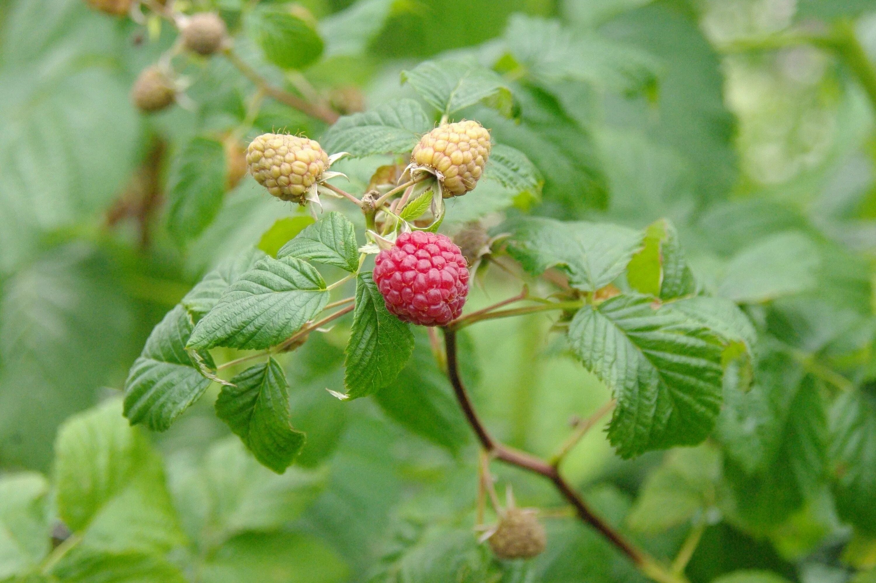 Malina flowers. Rubus odoratus. Malina flowers. Малина обыкновенная соцветие. Цветы в малиннике.