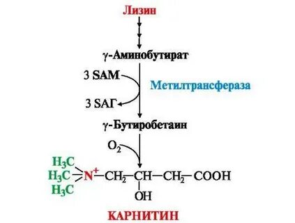 Особенности обмена и роль аргинина