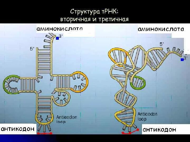 Вторичная и третичная структура ТРНК. Первичная вторичная и третичная структура ТРНК. Третичная структура т РНК. Первичная структура ТРНК.