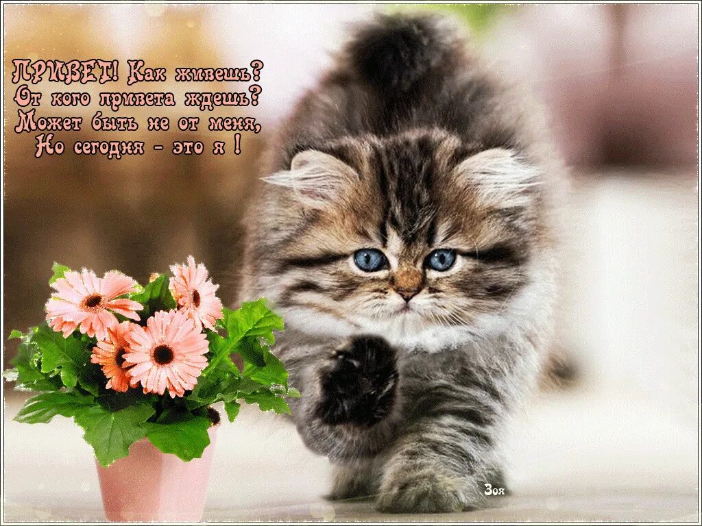 Что меня ждет сегодня утром. Кот проснулся. Ждун. Не надо ждать счастье. Что меня ждет сегодня утром.