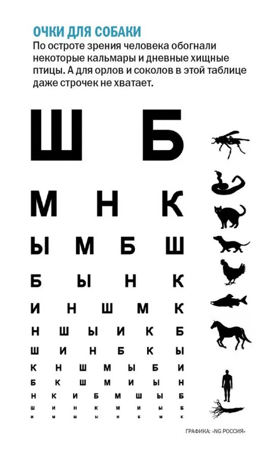 Таблица окулиста для проверки зрения для детей 5 лет. Третья строчка снизу таблица для проверки зрения у окулиста. Таблица для проверки зрения у детей 10 лет. Таблица для проверки зрения у окулиста для детей 13 лет.