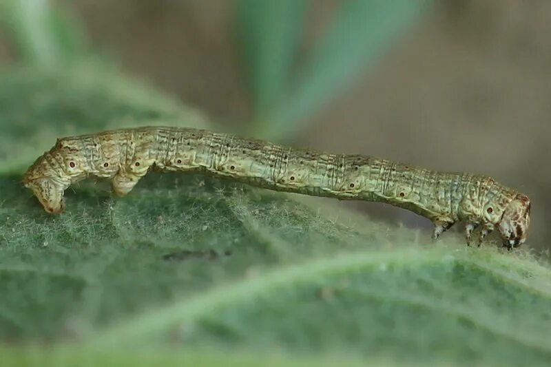 домашние гусеницы. нашла гусеницу. нашла гусеницу. Sasakia charonda гусеница. гусеница зимой.