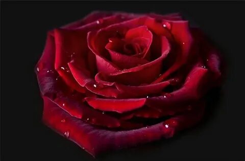 De rose