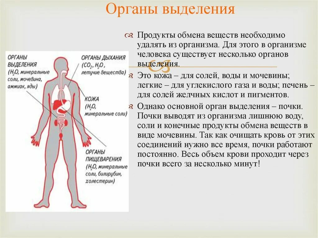 Орган отвечающий за очистку крови. В выделении продуктов обмена веществ из организма участвуют. Органы выделения организма человека. Органы выделения человека 4 класс.