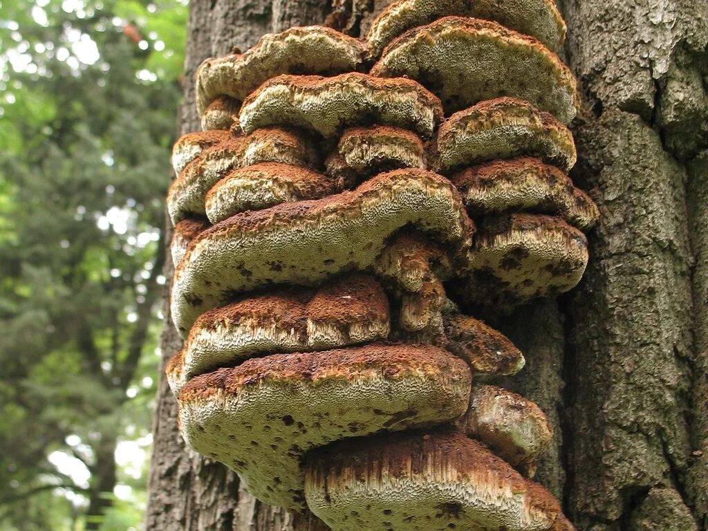 гриб и водоросль в лишайнике. лишайник — сожительство грибов и водорослей. грибы паразиты. водоросль паразитирующая на грибе. функции гриба и водоросли в лишайнике.