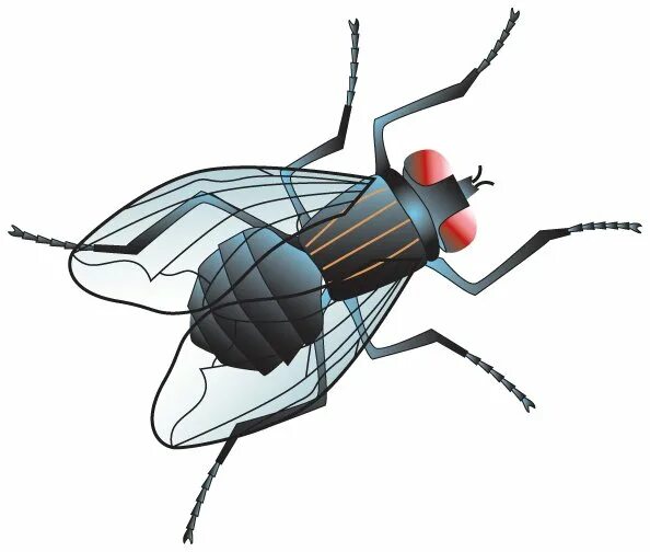 Fly adobe. Муха вектор. Муха для детей. Муха рисунок. Муха силуэт.