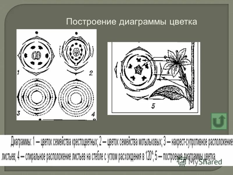 Диаграмма цветка голосеменных растений. Семейство сложноцветные диаграмма цветка. Диаграмма цветка папоротниковых. Диаграмма цветка папоротниковых растений. Диаграмма цветка папоротника.
