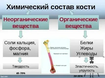 Состав кости органические вещества