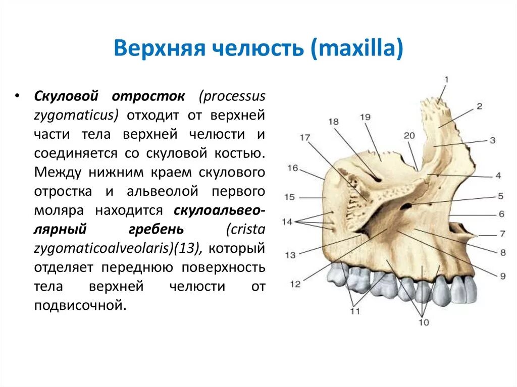 Клыковая ямка верхней челюсти. Верхняя челюсть сбоку. Верхняя челюсть анатомия строение. Верхнечелюстная кость анатомия. Верхняя челюсть передняя поверхность.