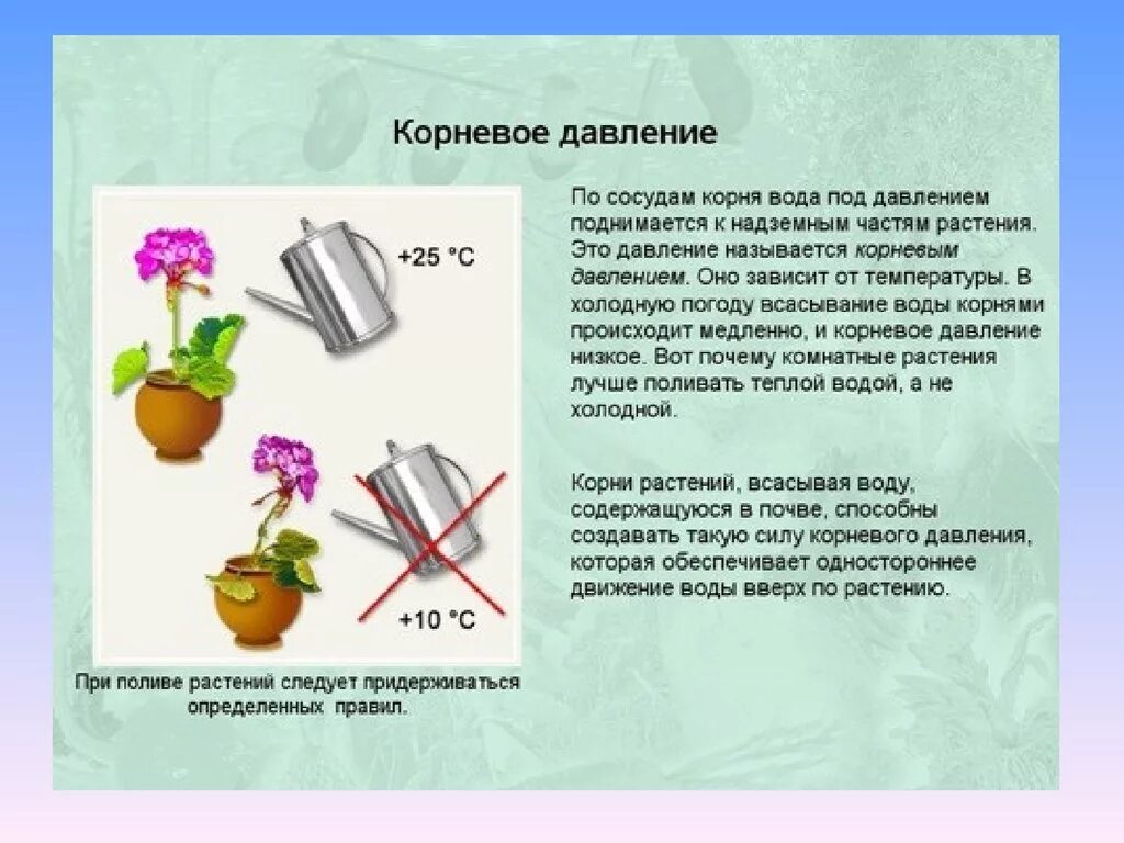 У какого растения корневое давление сильнее. Корневое давление у растений. Опыт Корневое давление. Корневое давление схема. Опыт корневого давления растений.