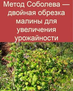 Малина по соболеву