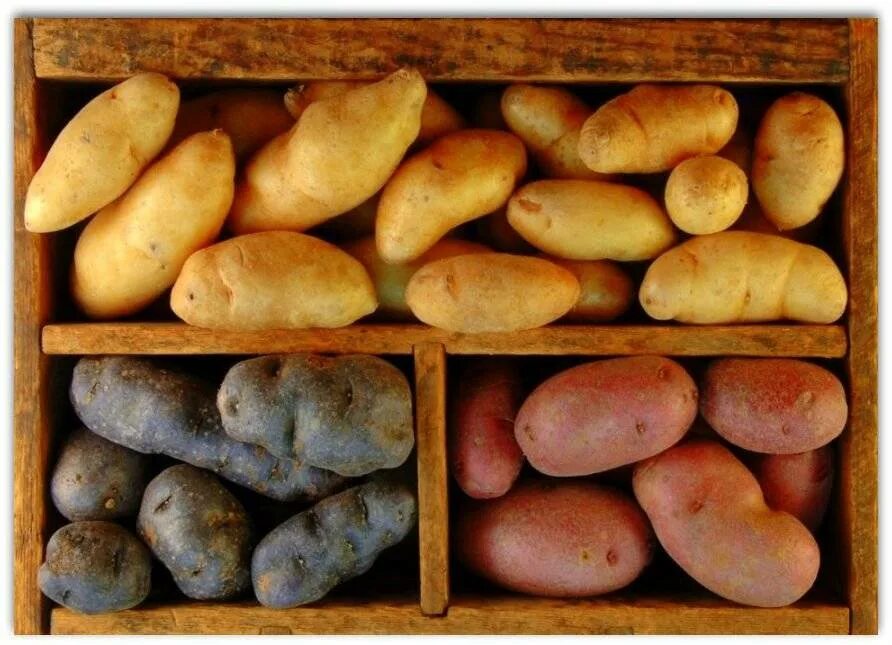 Картофель ласунок купить. Сорт картофеля Ласунок. Плоский сорт картофеля. Сорт картофеля удача. Картошка сорт удача.