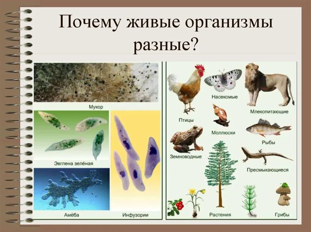 Живые организмы в открытом. Живые организмы. Разнообразные живые организмы. Живые организмы биология. Назовите живые организмы.