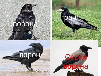 Чему ворон и ворона похожи