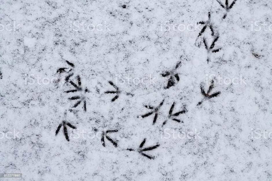 Следы голубей. Следы птиц. следы птиц на снегу. следы зимующих птиц. следы птиц зимой на снегу.