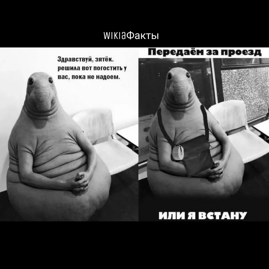 Ждун. Ждун прикольный. Ждун Мем. Ждун откуда взялся. Ждун откуда