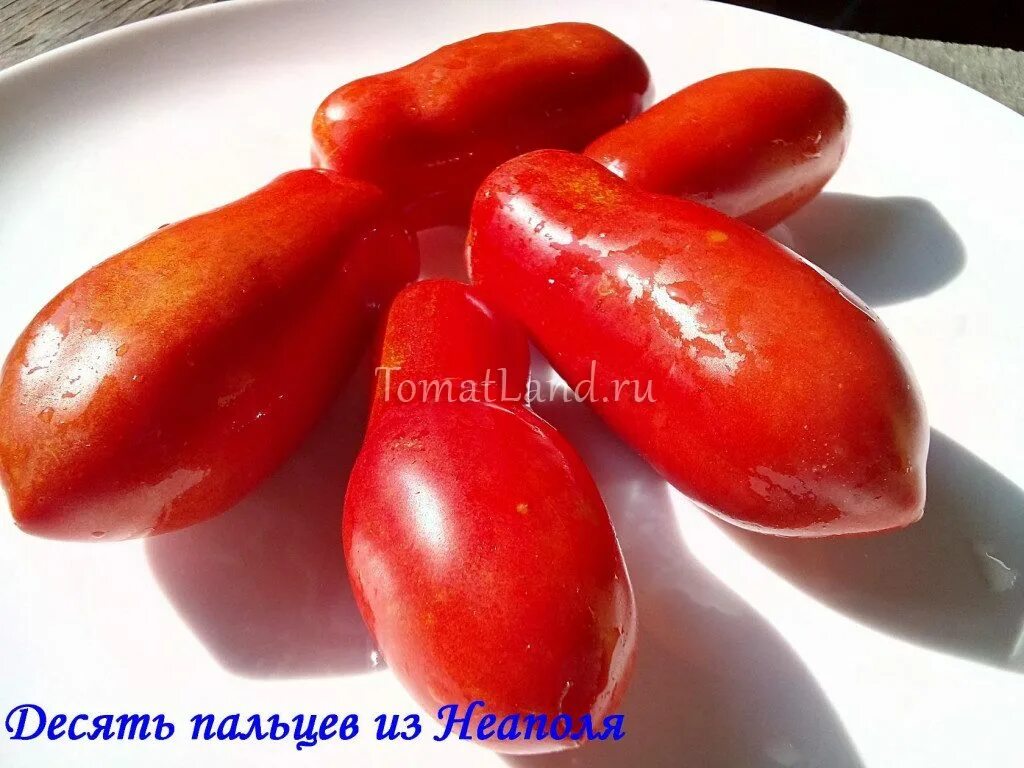 Сорт томата топ модель. Томат десять пальцев из неаполя. томат десять пальцев неаполя томат неаполь описание сорта. томат десяточка. томат покоритель неба.
