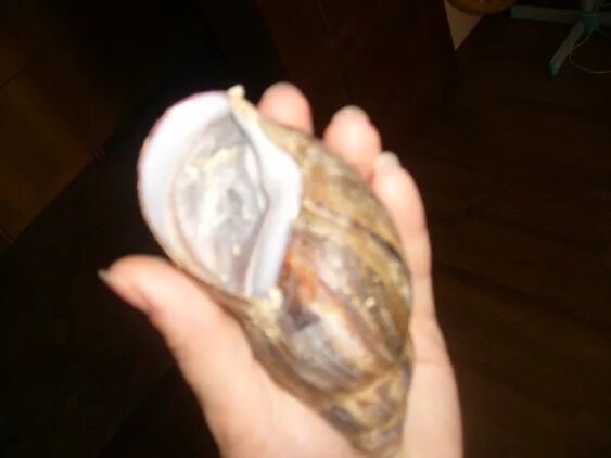 Спячка улиток ахатин. Улитка в спячке. Спячка улиток ахатин. Улитка ахатина в спячке. Улитка ахатина в спячке.