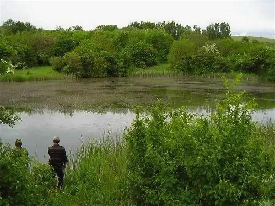 Гофицкий пруд. Кизиловские пруды ставропольский край. Гофицкий пруд. Спущенный пруд. Комсомольский пруд ставрополь 2016.
