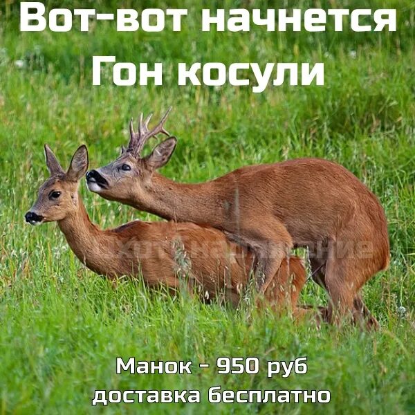 Когда начинается гон у косули. Косуля мем. косуля прикол. дружба косули и кота.