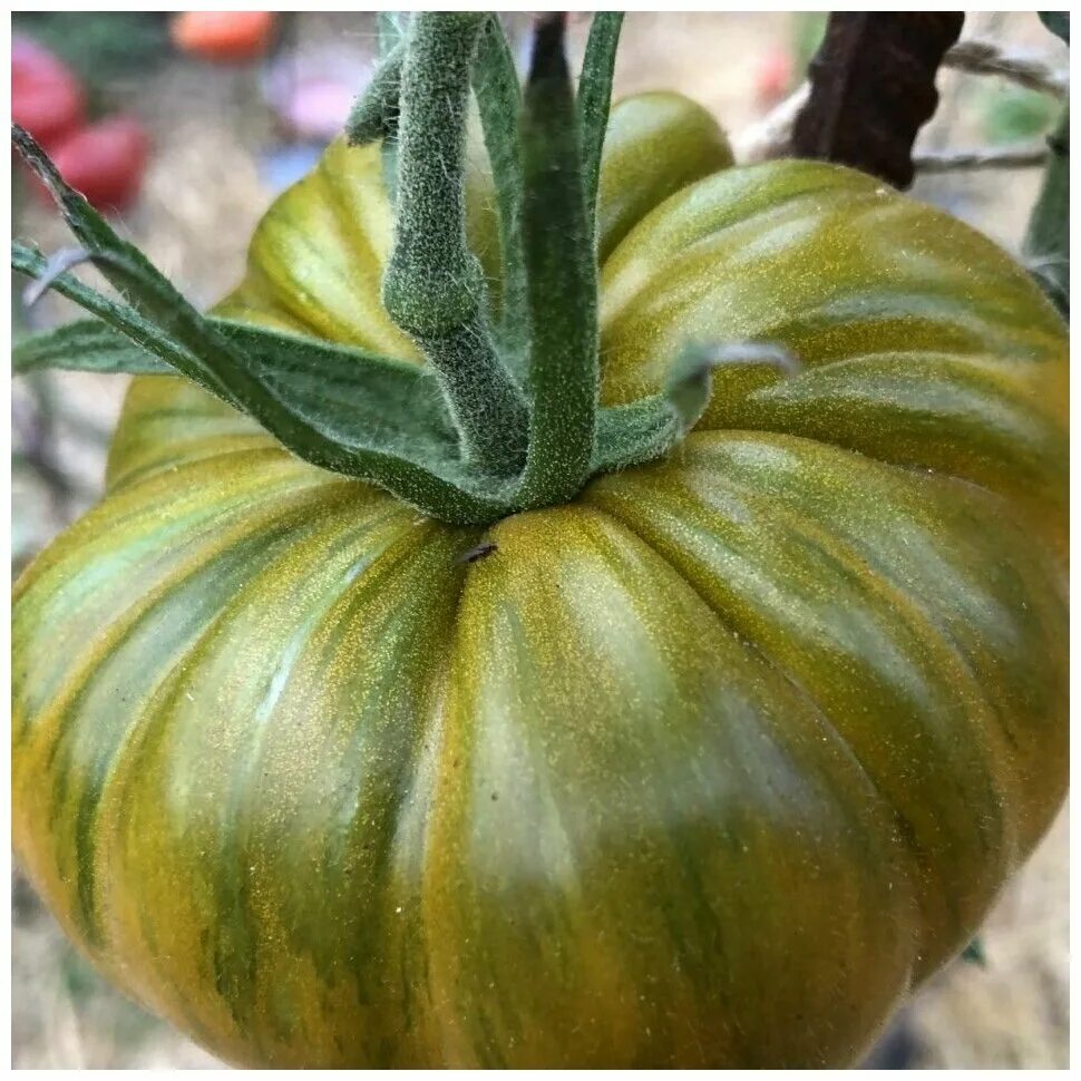 Томаты слайды для презентации. Помидоры 18. Помидоры сам растет фото. Самые дорогие помидоры в мире. Томат катя f1.