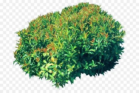 Bush plant