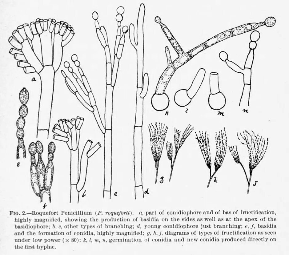 Конидиеносцы пеницилла. Penicillium конидии. Пеницилл систематика. Нитчатый гриб пеницилл. Споры формируются в коробочках на ножках