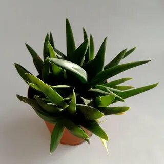 Алоэ черное