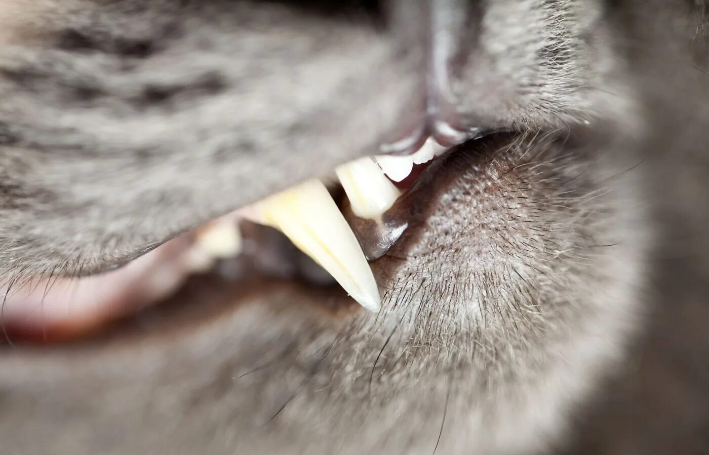 Зубы котика