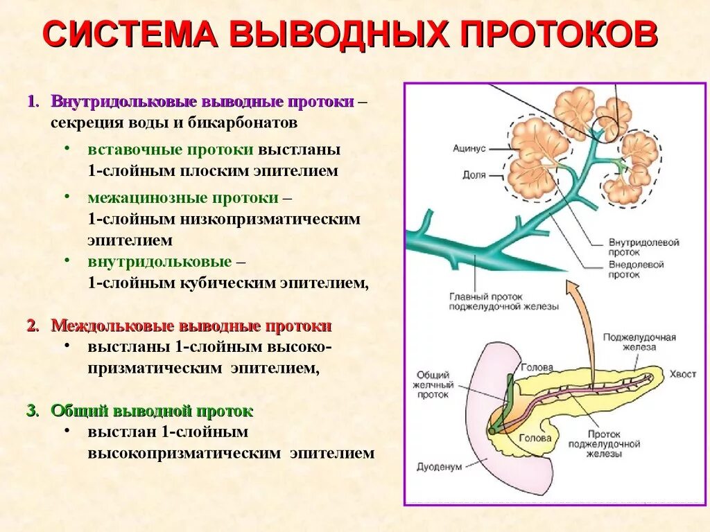 Выводной проток поджелудочной железы. Система выводных протоков поджелудочной железы. Выводной проток желчного пузыря. Междольковый проток поджелудочной железы.