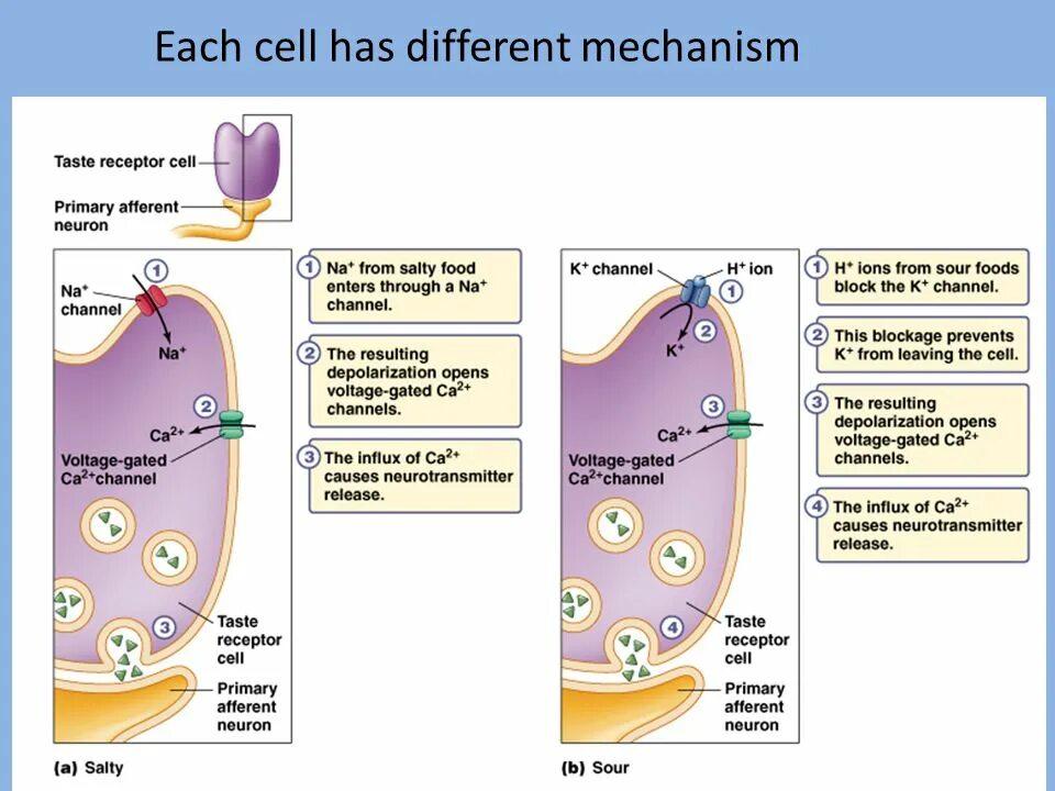 Taste receptors. Sensory receptors. FCERI Рецептор. Sweet taste receptor.