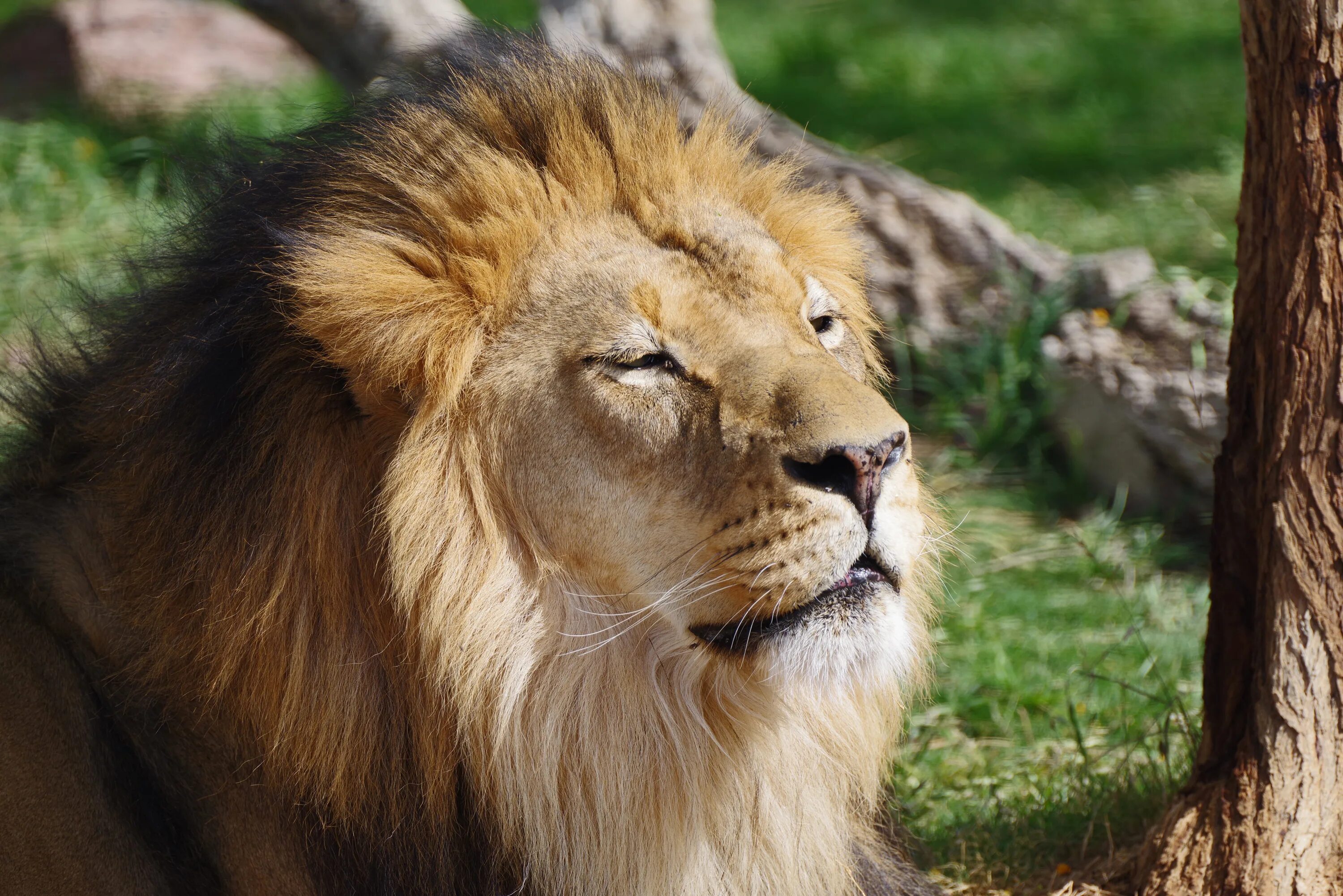 дворцовая пристань львы. форумы лев. львы около русского музея. форумы лев. Jpeg sample image.