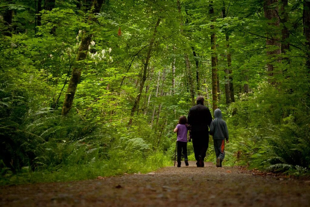 Go to the forest