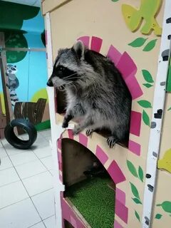 Контактный зоопарк тюмень