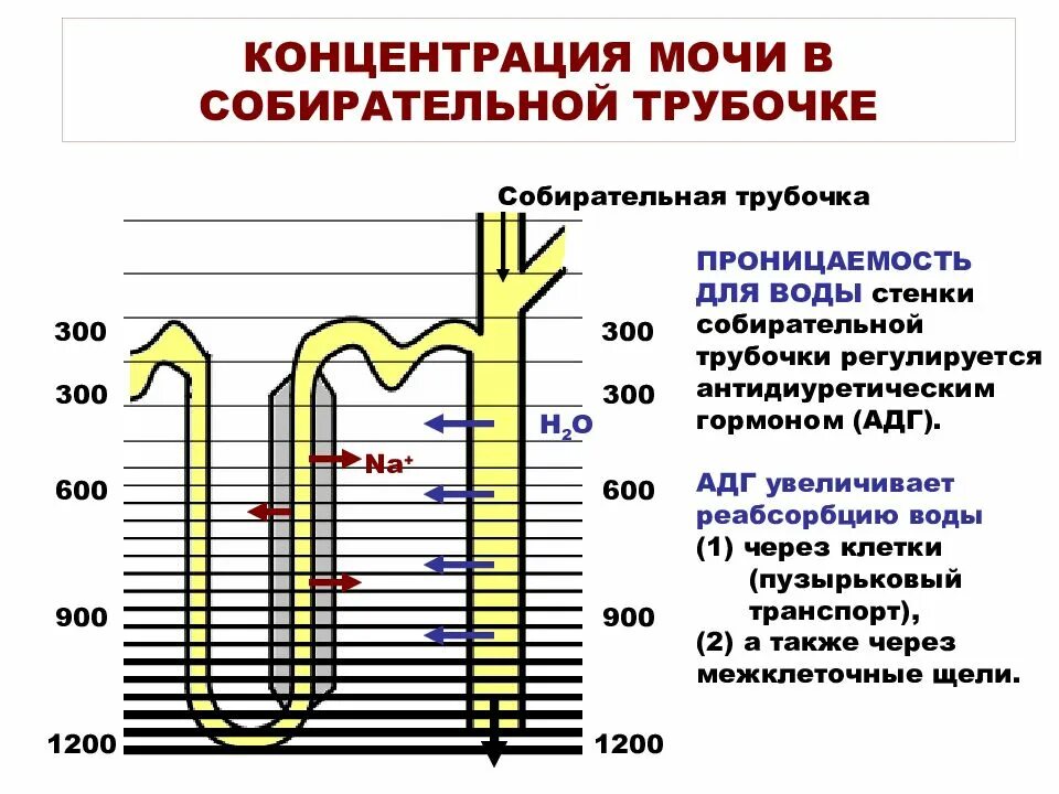 Вторичная моча. Аквапорины физиология почек. Функция собирательных почечных трубочек:. Какой процесс происходит в собирательной трубочке. Собирательные трубочки нефрона открываются.