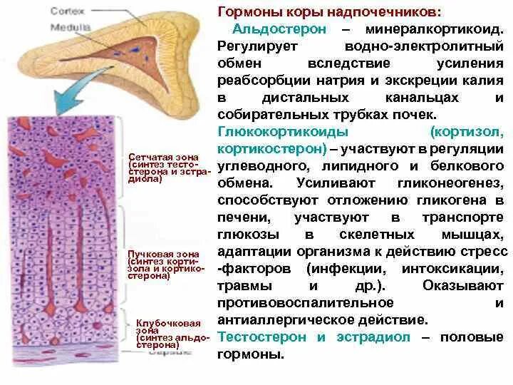 Сетчатая зона. Гормоны коркововой зоны надпочечников. Регуляция деятельности клеток коры надпочечников;. Пучковая зона коры надпочечников. Гормон коры надпочечников альдостерон.