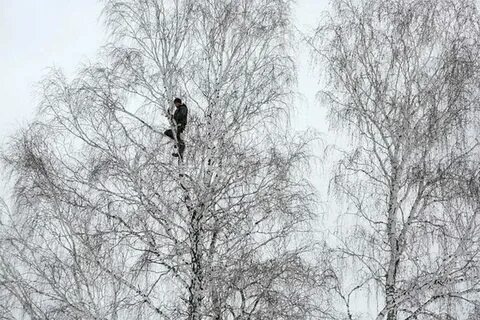Урок подожди не спеши у берез посиди