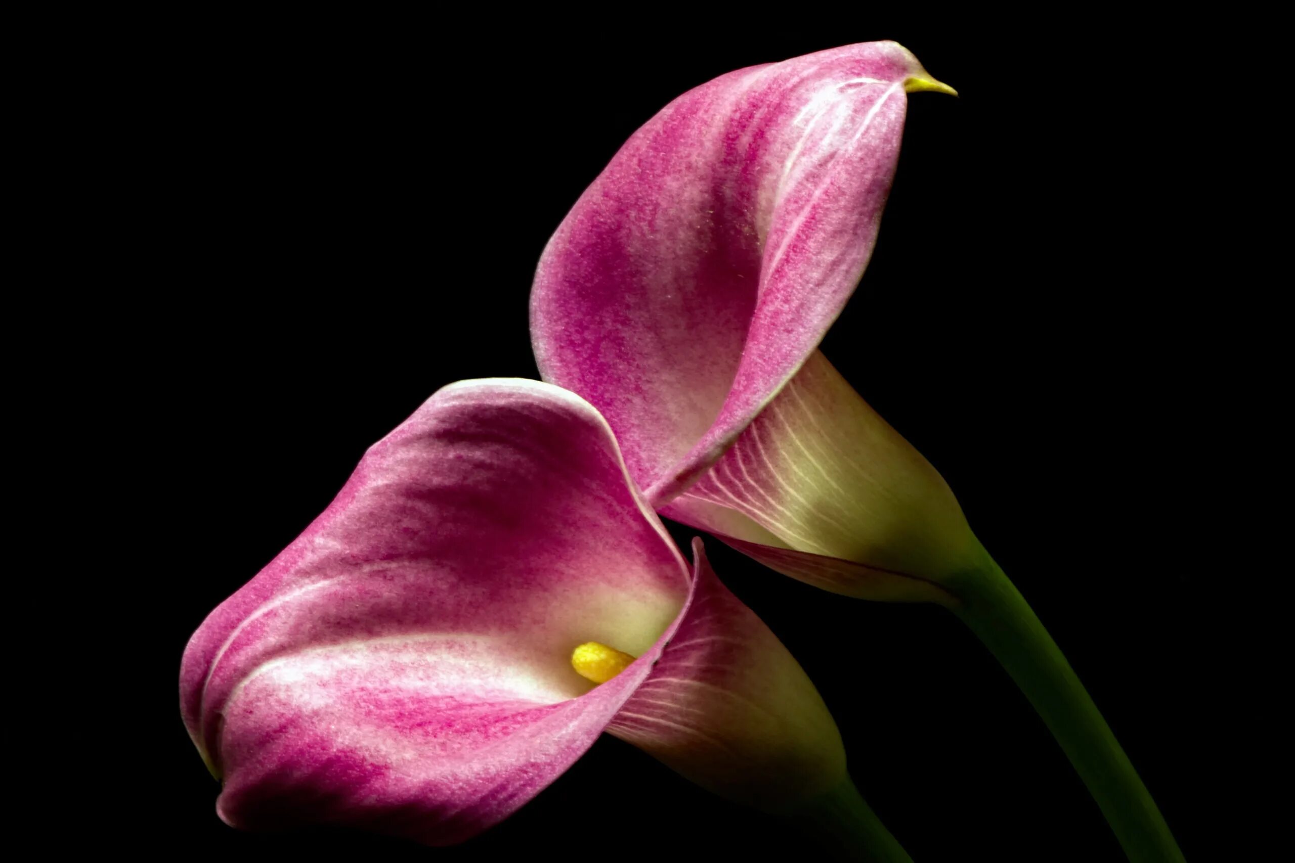 Калла хамелеон. Калла аскари. Calla Lily цветок. Pink Calla Lily. Калла Ремани Пинк.