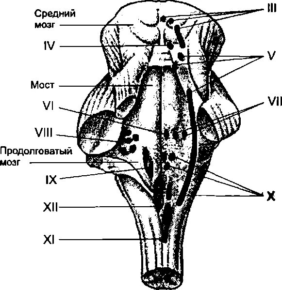 Ядра черепных нервов моста. Продолговатый мозг строение ядер анатомия. Ядра продолговатого мозга схема. Дорсальная поверхность продолговатого мозга. Вентральная поверхность продолговатого мозга.